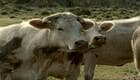 Bovines