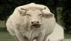 Bovines