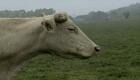Bovines