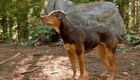 L INCROYABLE AVENTURE DE BELLA