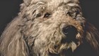 HEART OF A DOG