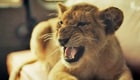 KING