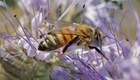 ETRE AVEC LES ABEILLES