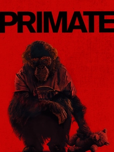 Primate