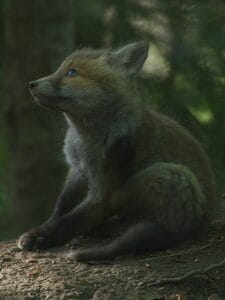 Le temps des animaux