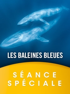 Le Monde en Grand : Les Baleines bleues, le retour des géants