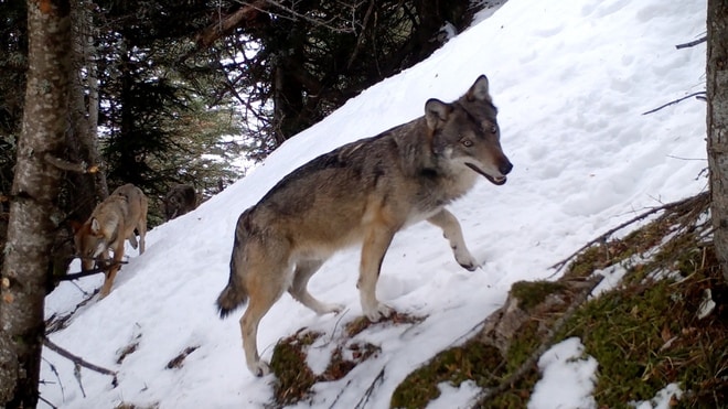 Vivre avec les loups