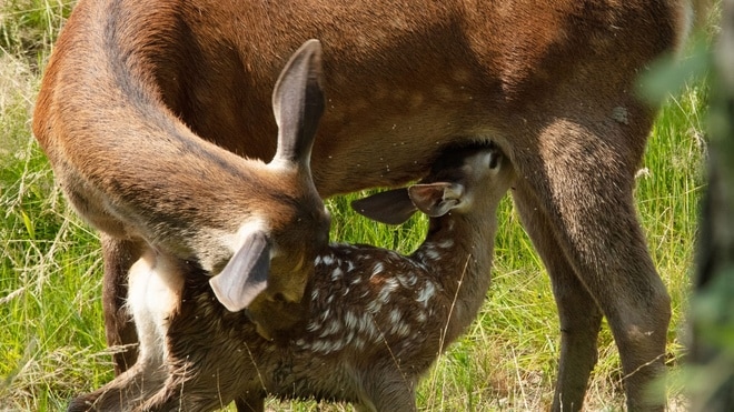 Bambi, L’histoire d’une vie dans les bois