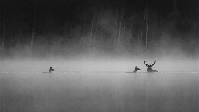 Le chant des forêts