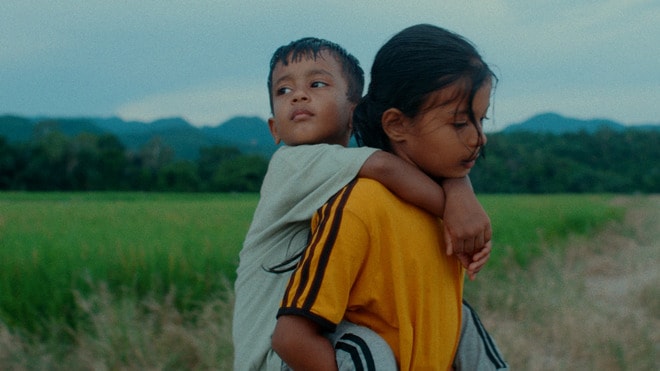 Les fleurs du manguier