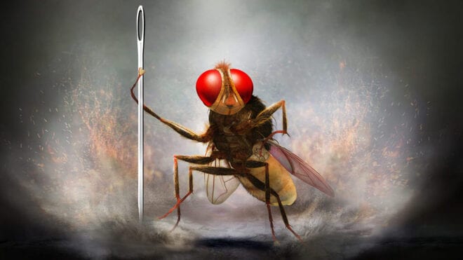 Eega, la mouche vengeresse